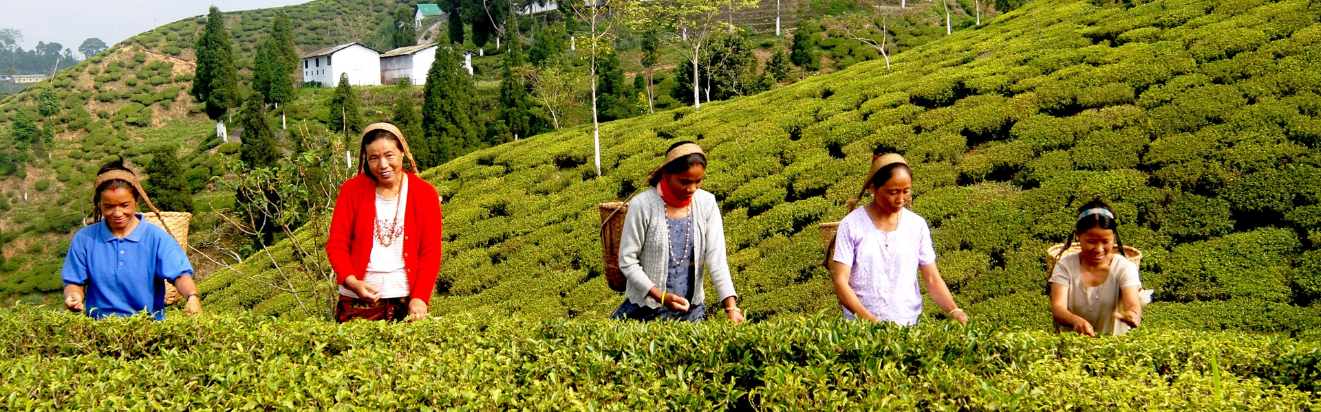 Darjeeling Tour Packages